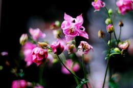 Pink Flowers